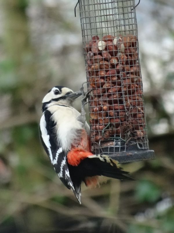 The Greater Spotted Woodpecker at a bird feeder