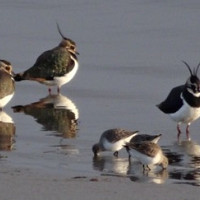 Bird Watching in Hook